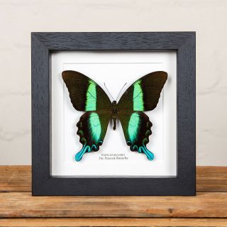 The Peacock Butterfly Frame (papilio Blumei) Butterfly Taxidermy
