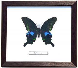 Real Papilio Arcturus; Blue Peacock Butterfly In Framed Display : Taxidermy